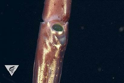 Squid Eye Strawberry Deep Eyes Sea Organisms