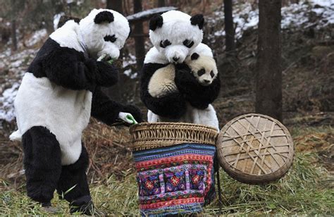 Just A Panda Being Carried By People Dressed As Pandas Pics