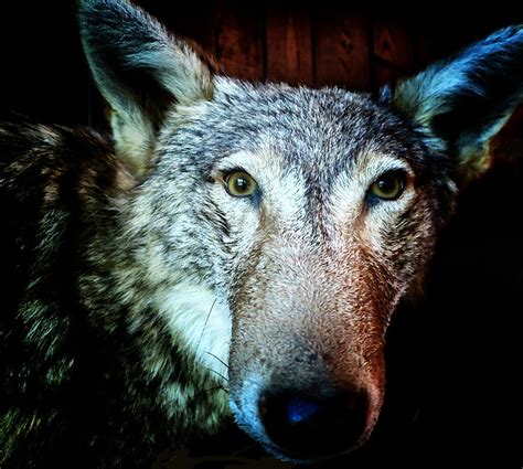 Urban Coyote The Lone Hunter Photograph By Patricia Januszkiewicz