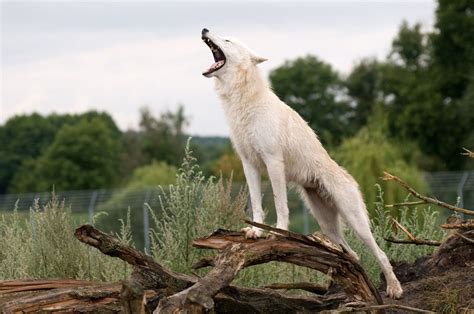 Arctic Wolf Interesting Facts About Wolves Wolf Artic Wolf