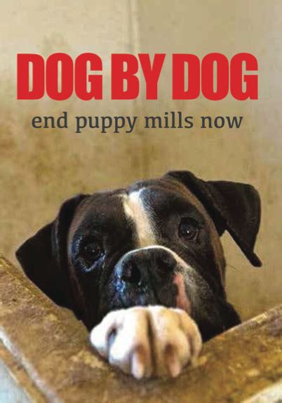 Browse our wide selection of puppies for adoption below. Iowa Coalition For Pet Adoption - Posts | Facebook