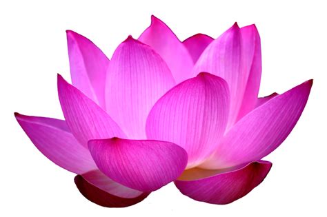 Anjum Khanna Beautiful Lotus Png Lotus Flower Pictures Lotus Flower Images Flower Images