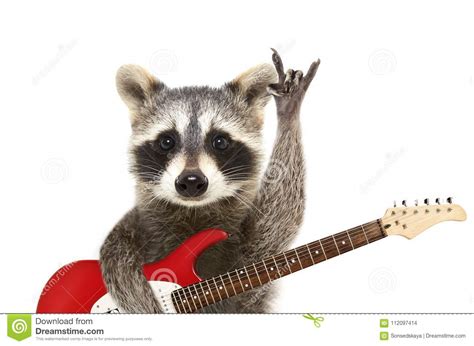 Portrait Of A Funny Raccoon With Electric Guitar Showing