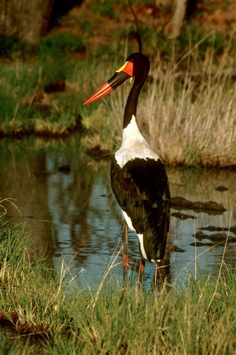 African Waterbirds Nature And Wildlife Photography