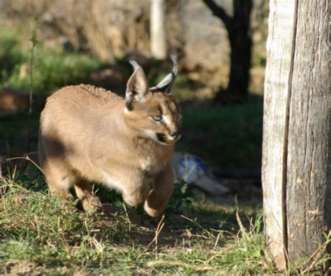 The Diet Of Caracal Caracal Caracal In The Southern Free State