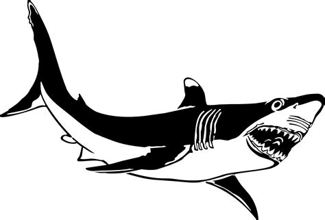 Free Black And White Shark Pictures Download Free Black And White