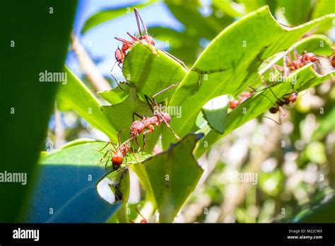 Leaf Cutter Ants Stripping Down A Decorative Plant In The Costa Rican