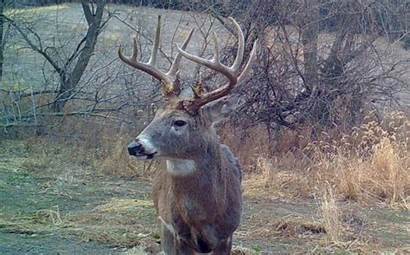 Rut Deer Whitetail Predictions Hunting Tale Forecast