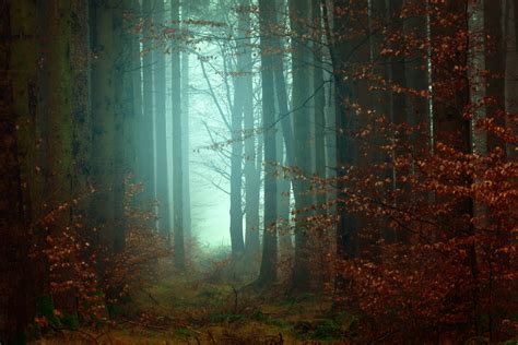 Mysterious Forest Wallpapers - Top Free Mysterious Forest Backgrounds ...