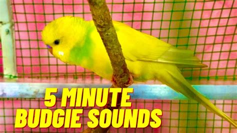 Parakeet Singing And Chirping 5 Minute Lonely Budgie Sounds Youtube