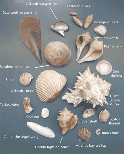 Names Of Seashells