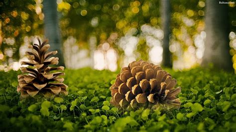 26 Pine Cone Wallpapers Wallpaperboat