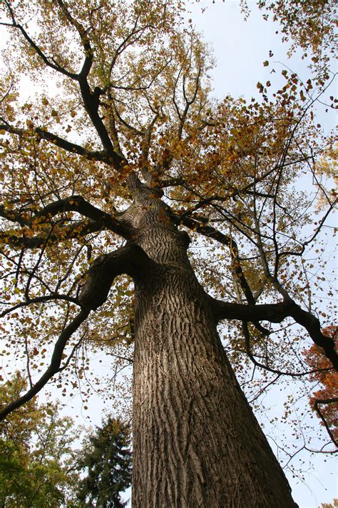 Yellow Poplar Delaware Trees