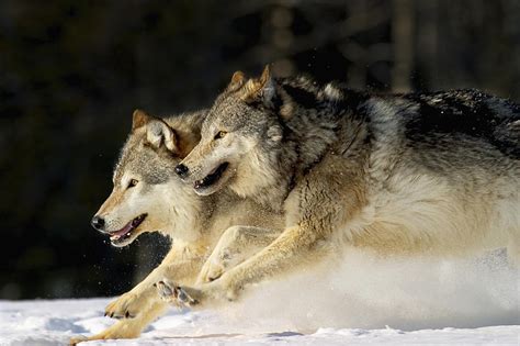 The gray wolf (canis lupus) and the red wolf (canis rufus). About - Wolves