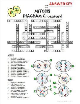 Once you find your worksheet, click on. Mitosis Crossword with Diagram {Editable} | Mitosis, Crossword, Diagram