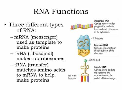 ما الفرق بين tRNA و rRNA؟