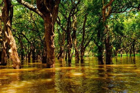 Siem Reap Flooded Forests What You Need To Know The Tonle Sap Experience