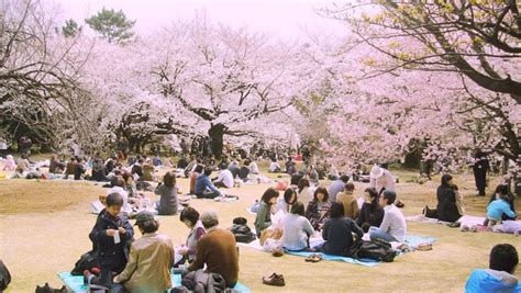 Japanese Hanami Festival Celebrating Cherry Tree Blossom