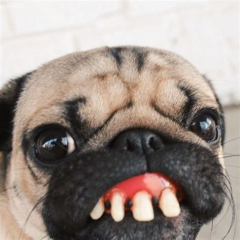 Doug The Pug On Instagram “har Har Har Doug” Pugs Funny Cute