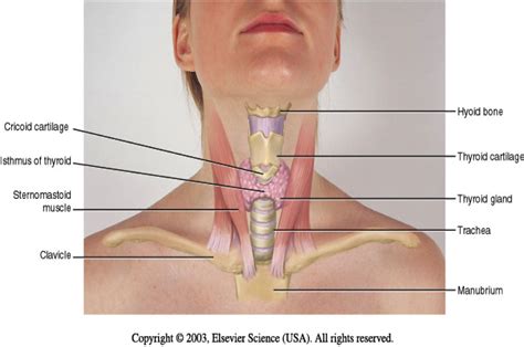 Swallowing sounds like a simple physiological human function, but it is a complex,. Pin by Martin Campbell on bodywork, posture, & yoga in ...