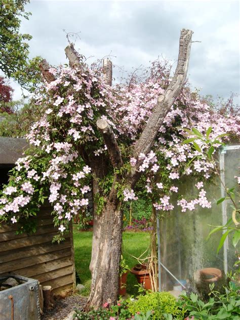 I am having a hard time finding information. Love Making Things: Clematis Montana + NF Flowers #1