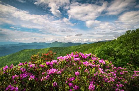 Tammie O Bland Say It With Flowers Allen Park Wildflowers Of The