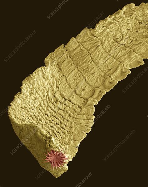 Dog Tapeworm Sem Stock Image Z1650059 Science Photo Library