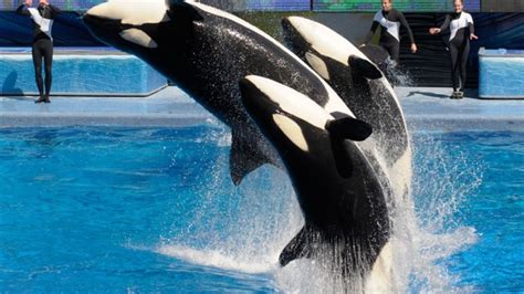 Seaworld Announces End To All Captive Orca Breeding Programs Iflscience