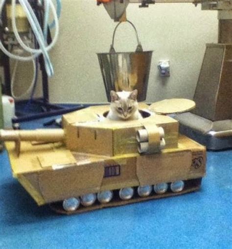 Ten Pictures Of Cats In Tanks Ready To Rule The World
