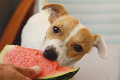 15 Dog Friendly Food Items Pawsome Doggie