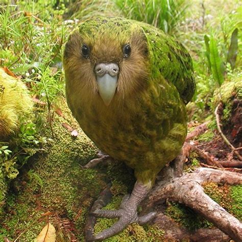 Kakapo Worlds Heaviest Flightless Parrot 🐦 Rare Birds Kakapo