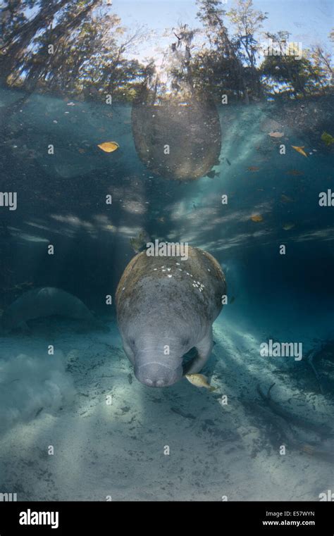Wild Endangered Animals West Indian Manatees At Protected Habitat In