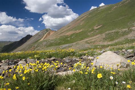 Wildflowers Blanket A Valley In The San Juan Mountains