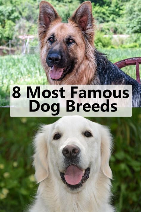 8 Most Famous Dog Breeds Dog Breeds Famous Dogs Most Popular Dog Breeds