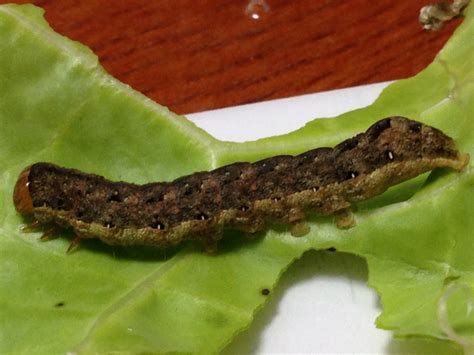 The site owner hides the web page description. 青虫が茶色くなりました。この幼虫はなんですか？ - 生物学 ...