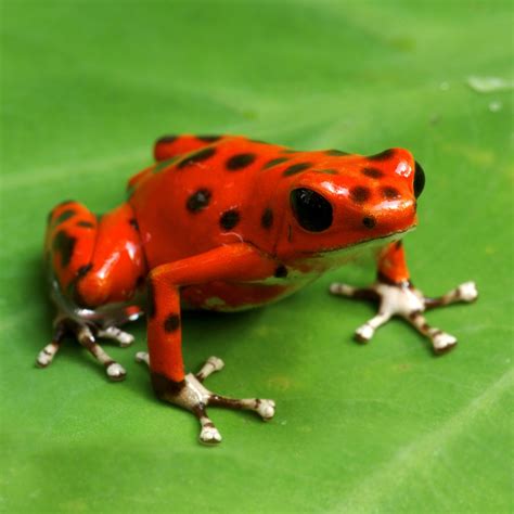 Poison Dart Frog Rainforest Alliance