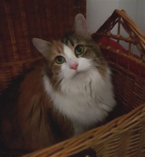 Before you rush into adopting a cat, do realise that having a pet is a big responsibility. Charlotte. Affectionate, Declawed, Senior Cat Finds Loving ...