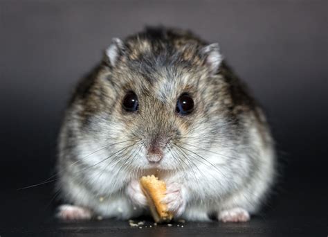 Online Crop Brown And White Hamster Eating Photograph Hd Wallpaper