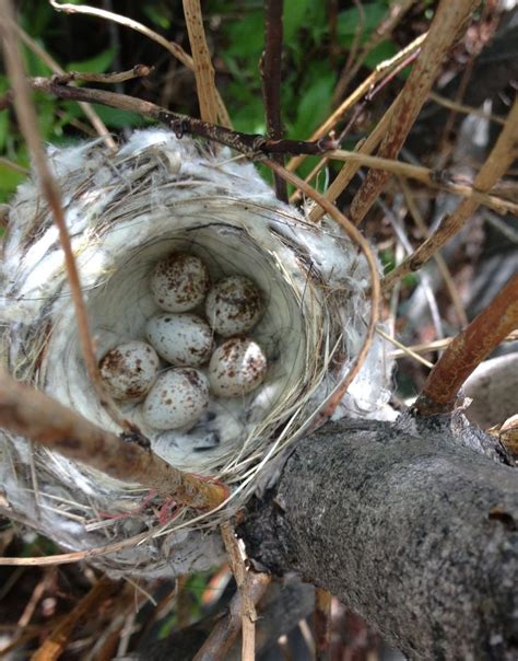 Yellow Warbler Nest Birds Food Nest