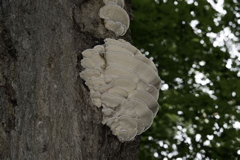 Fungus On The Tree In Algonquin Provincial Park Ontario Image Free
