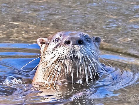 Otters In Water A Naturalists Journal