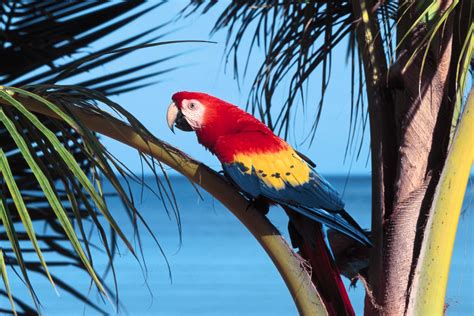 Wildlife Photography: Exotic Birds