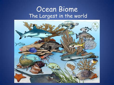 Ppt Ocean Biome Powerpoint Presentation Free Download Id2335810
