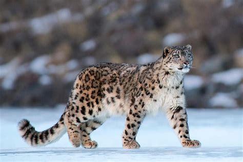 A Veces Ves El Leopardo De Las Nieves Jot Down Cultural Magazine