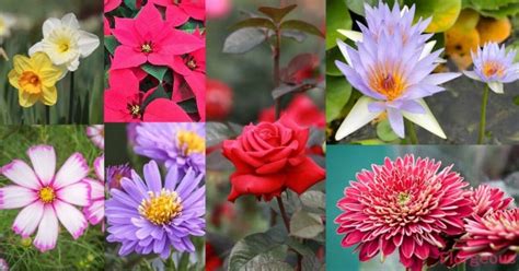 From popular flowers like the rose to more surprising ones like the snowdrop, we have all the details you need on. Top 25 Birth Month Flowers and Their Meanings with Pictures