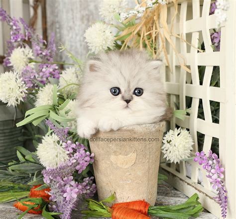 Available kittens ethereal persians breeds old fashioned, doll face persian kittens. Shorty - Silver & White Teacup Persian Kitten For Sale ...