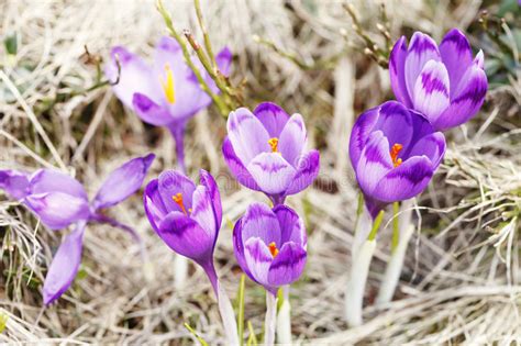 Spring Flowers Colorful Crocuses Blooming Stock Image Image Of