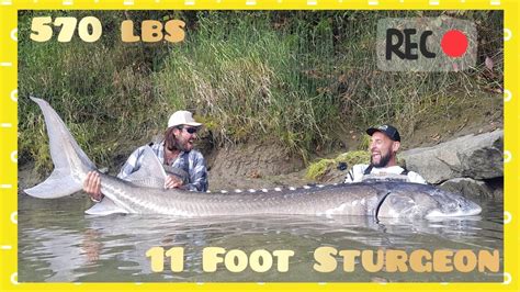White Sturgeon Monster Giant 570 Lbs X 11 Foot Epic Fight 4k By Yuri