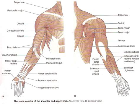 The muscles of the shoulder are associated with movements of the upper limb. Diagram Muscles Of The Upper Limb Anatomy Human Arm ...