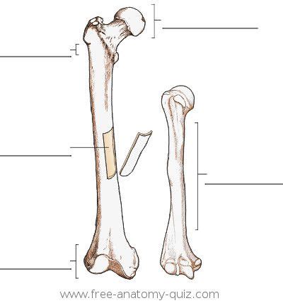 They are one of five types of bones: Blank Diagram Of A Long Bone / bones and markings - Anatomy & Physiology 2010 with Byrd ...